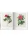 Redoute. The Book of Flowers