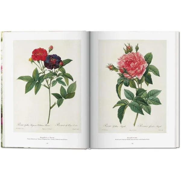 Redoute. The Book of Flowers