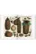 Seba. Cabinet of Natural Curiosities