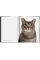 Cats. Photographs 1942-2018