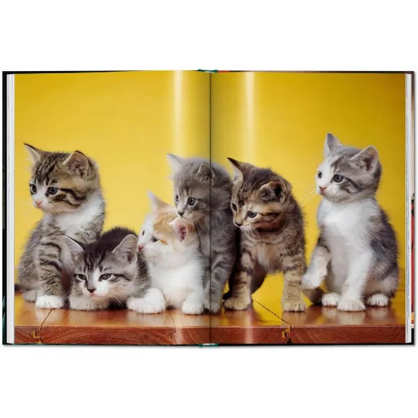 Cats. Photographs 1942-2018
