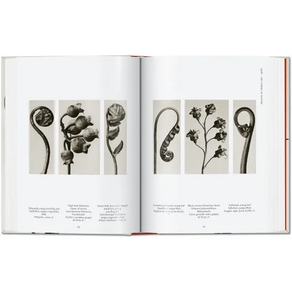 Karl Blossfeldt 40th Ed.