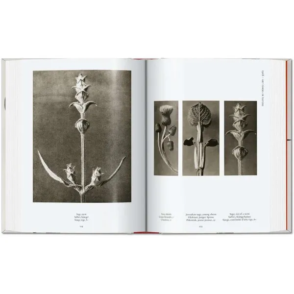 Karl Blossfeldt 40th Ed.