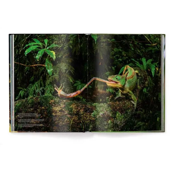 Jungle Spirits