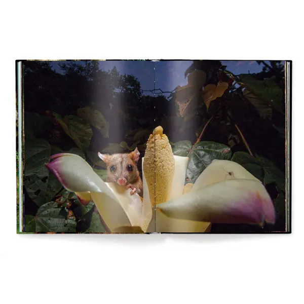 Jungle Spirits