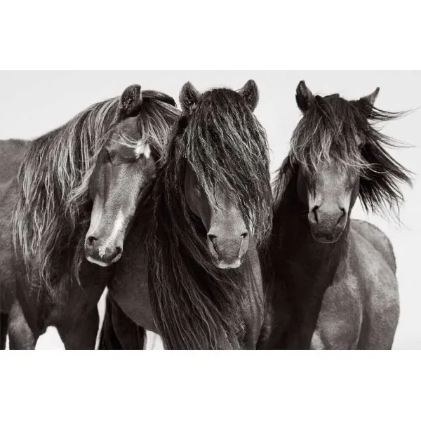 Untamed Spirits