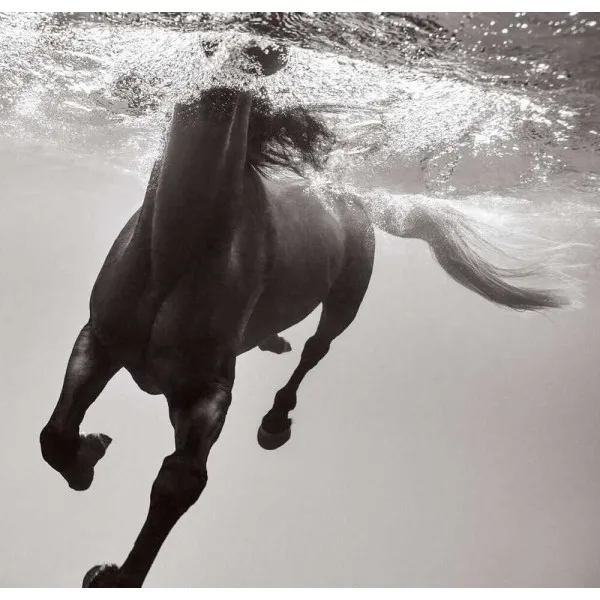 Untamed Spirits