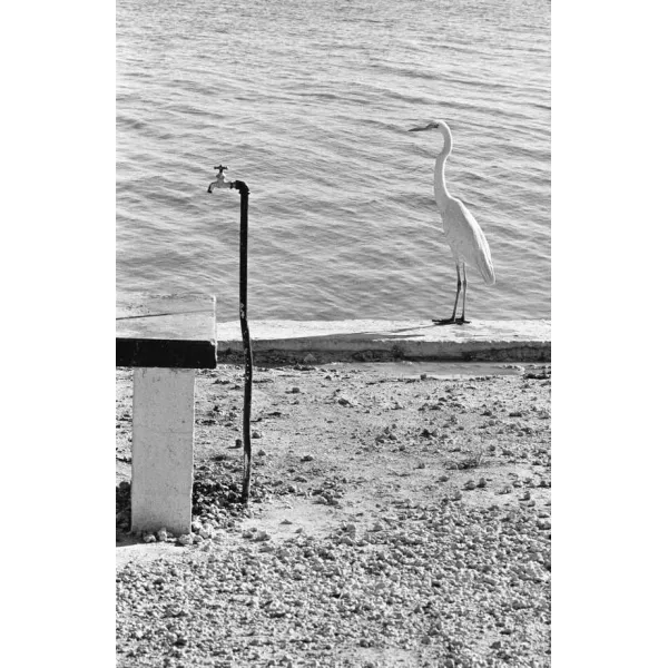 Personal Best. Elliott Erwitt