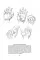 Drawing The Head And Hands
